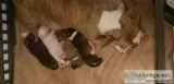 Bullies puppies for sale