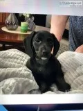CKC Dachshund
