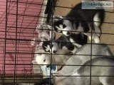 Siberian Husky