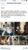Morkie Puppies