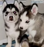 6 Husky puppies