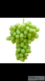 PickingPacking Table Grapes