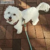 1 year old purebred Maltese for sale