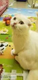 Beautiful Young Blue Eyes Scottish Fold Male