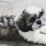 Toro the Malshih male puppy