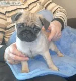 pug puppies home and are specially great with kids