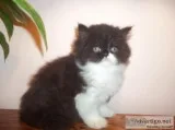LOVABLE PERSIAN KITTEN