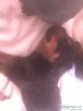 German Blockhead Rottweiler Pup