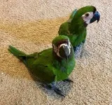 Severe Mini Macaw