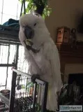 Umbrella Cockatoo