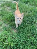 Orange Kitten