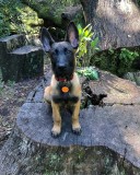 Silly Dog Pet Tags