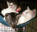 Munchkin non standard kittens