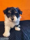 Havanese Male