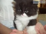 LOVABLE PERSIAN KITTEN