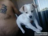 This is mr fluffy