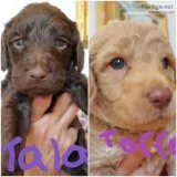 Labradoodles