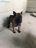 Belgian Malinois