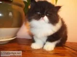 cuddly persian kitten