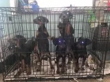 Doberman puppies ready for a Home