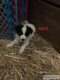 lovely boder collie puppies for sell in mn