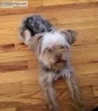 Male Yorkie