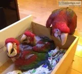 Greenwing macaw parrots & fertile eggs