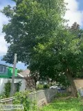 Free wood for anyone who is willing to cut it up and haul it for