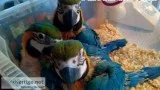 Blu & gold macaw & fertile parrots eggs