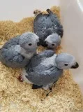 African parrots and fertile parrots eggs