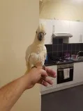 Umbrella cockato & fertile parrots eggs