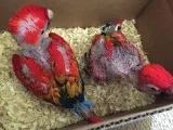 Scarlet macaw and fertile parrots eggs