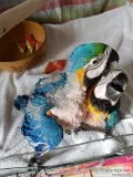 Macaw parrots and fertile parrots eggs