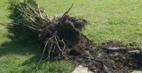 Stump and Bush Removal