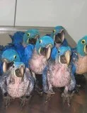Hyacinth parrots , fertile parrots eggs