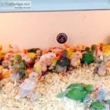 Conure parrots and fertile parrots eggs