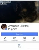Shihtzu mixed pups