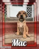 Mac Male Great Golden Dane