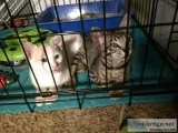 Munchkin Kittens