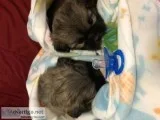 Shihtzu puppies