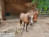 Miniature fily