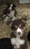Border Collie puppies