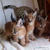 caracal and savannah kittens