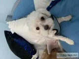 Maltese dog