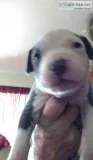 13 baby blue pitbulls