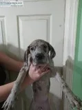 Great dane puppies