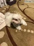 Female Maltese Puppy
