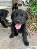 6 week old puppies Ready for forever home
