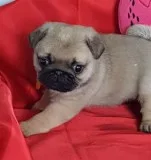 Cute Male and Female Pug Puppies
