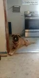 6 month old Female German Shepherd Mix Puppy